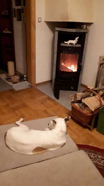 Kleidung für den Labrador?-Beitrag-Bild