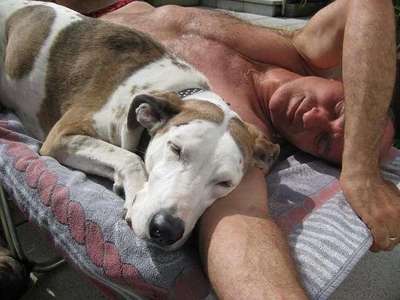 Seelenhunde-Beitrag-Bild