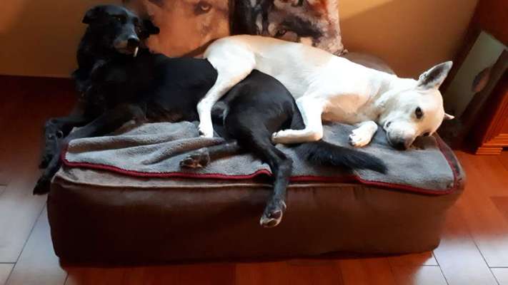 Challenge Nr 14
Eure Fellnasen auf ihrem Lieblingsplatz-Beitrag-Bild