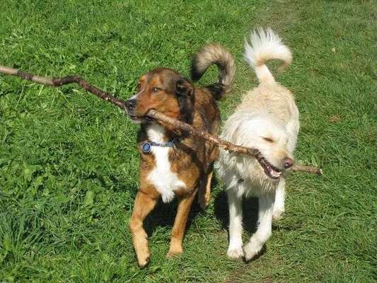 Dein Hund im Dogorama-Kalender 2021-Beitrag-Bild