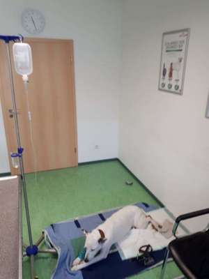 Knochen Ja oder Nein?-Beitrag-Bild