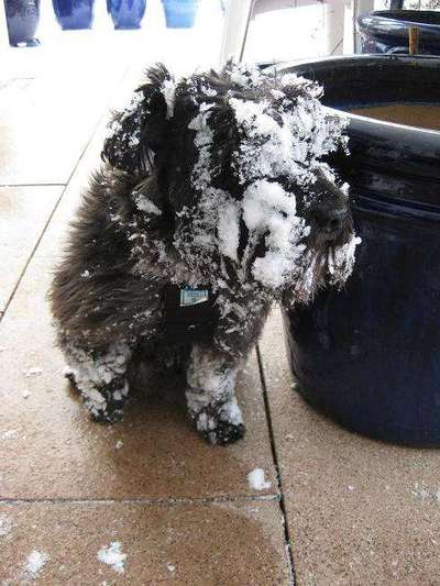 Zeigt die schönsten Schneebilder von eurer Fellnase ❄️-Beitrag-Bild