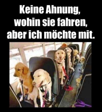 Hunde sprüche-Beitrag-Bild
