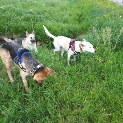 Welche Hunderasse-Beitrag-Bild