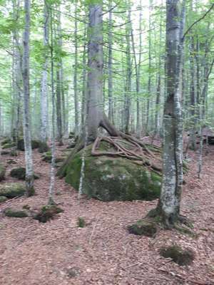 Hundewanderungen in Niederbayern für Raum Passau, Deggendorf, Freyung, Bodenmais und Grafenau...-Beitrag-Bild