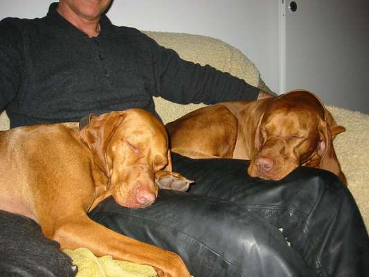 Magyar Vizsla UK-Beitrag-Bild