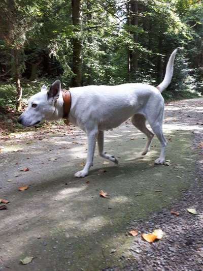 Halsband oder Geschirr-Beitrag-Bild