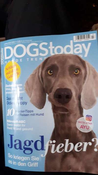 Notfallkarte für den oder die Hund(e)-Beitrag-Bild