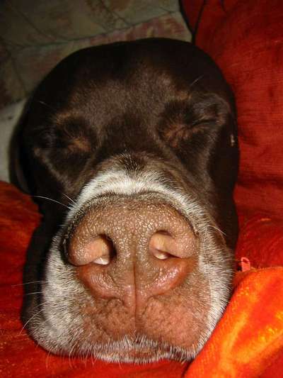 Dein Hund im Dogorama-Kalender 2021-Beitrag-Bild