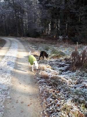 Hundetreffen-Gassigehen-Bild