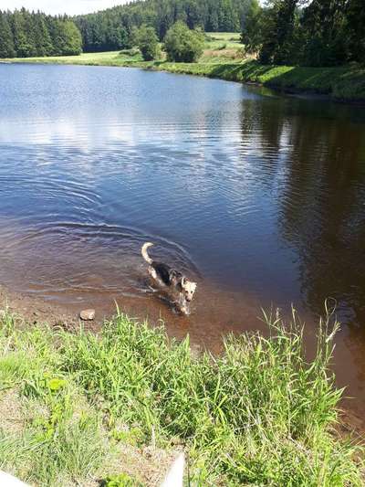 Hundeauslaufgebiet-Stausee Grossarmschlag-Bild