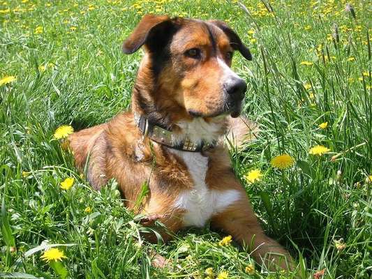 Die Dogorama Kalender Challenge Teil 3/4-Beitrag-Bild