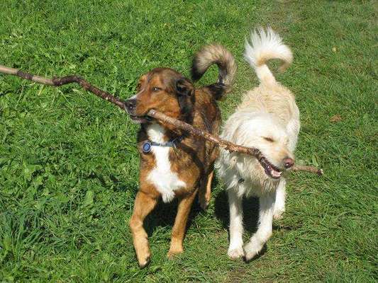 Foto's und Hundemodels-Beitrag-Bild