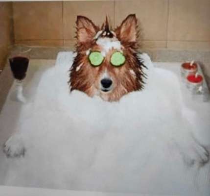 Hier ist der Spaßthread. Zum Schmunzeln und Kaputtlachen-Beitrag-Bild