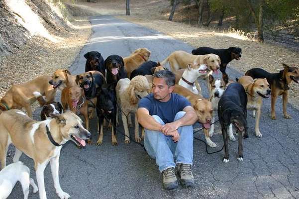 Cesar Millan-Beitrag-Bild