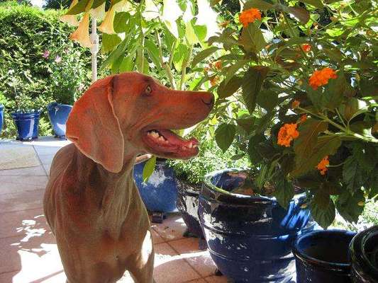 Foto's und Hundemodels-Beitrag-Bild