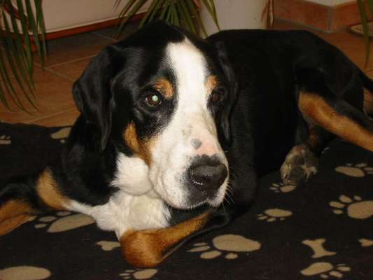 Rassewahl-Beitrag-Bild