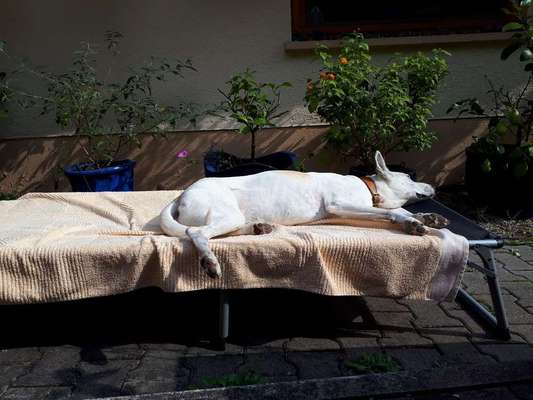 Kleidung für den Labrador?-Beitrag-Bild