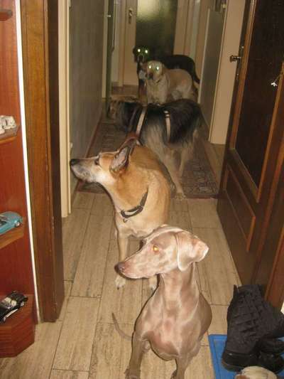 Mischlinge - die beste Rasse die es gibt-Beitrag-Bild