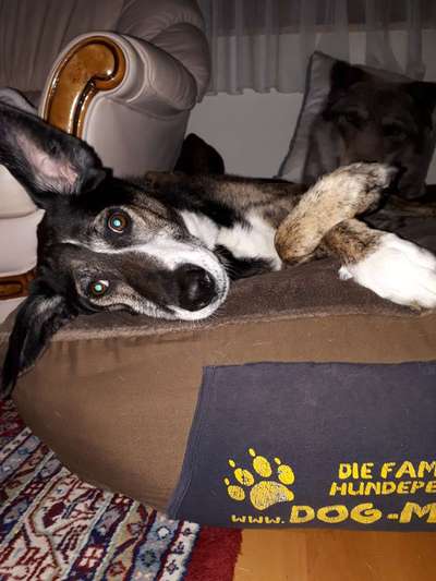 Challenge Nr 14
Eure Fellnasen auf ihrem Lieblingsplatz-Beitrag-Bild