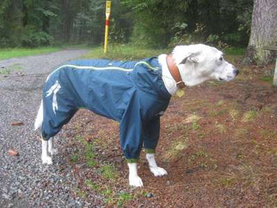 Kleidung für Hunde-Beitrag-Bild