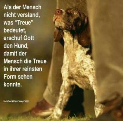 Hunde sprüche-Beitrag-Bild