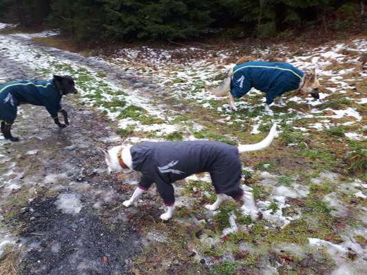 Kleidung für den Labrador?-Beitrag-Bild
