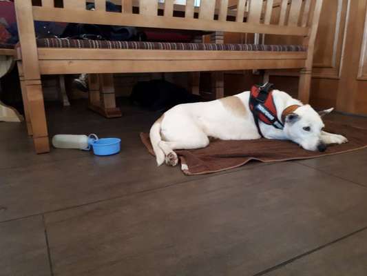 Halsband oder Geschirr-Beitrag-Bild