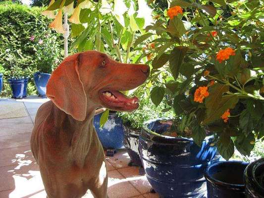 Die Dogorama Monats Challenge "Es grünt und blüht"-Beitrag-Bild