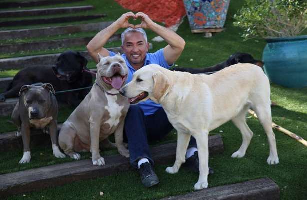 Cesar Millan-Beitrag-Bild