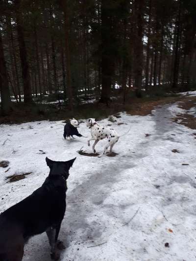 Fotochallenge No. 26                                     Wald und Wiese-Beitrag-Bild