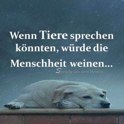 Hunde sprüche-Beitrag-Bild