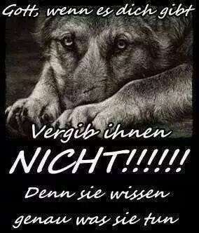 Hunde sprüche-Beitrag-Bild