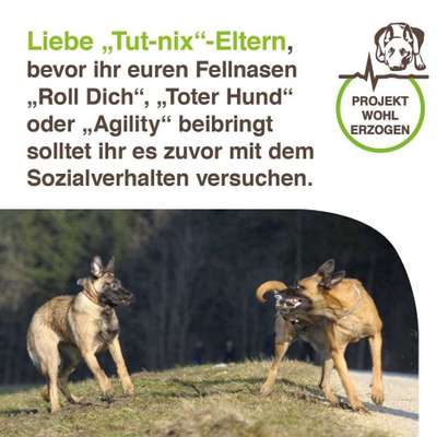 Geht ihr auf Hundeplätze?-Beitrag-Bild