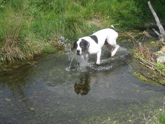 Dogorama-Monats-Challenge-Mai "Wasser"-Beitrag-Bild