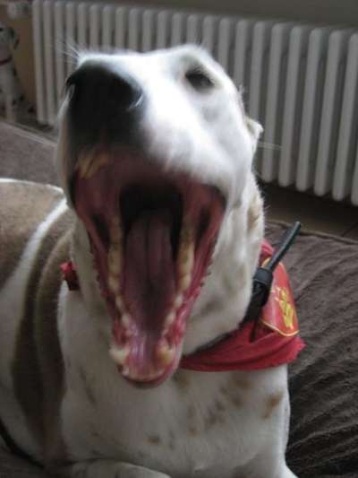 Fotochallenge Nr. 47 - Zeigt die Zähne-Beitrag-Bild