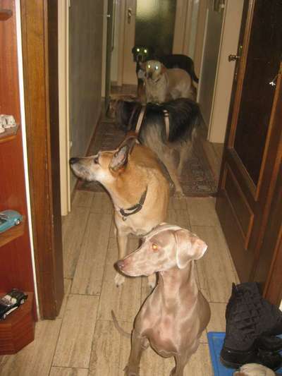 Foto's und Hundemodels-Beitrag-Bild