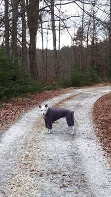 Kleidung für Hunde-Beitrag-Bild