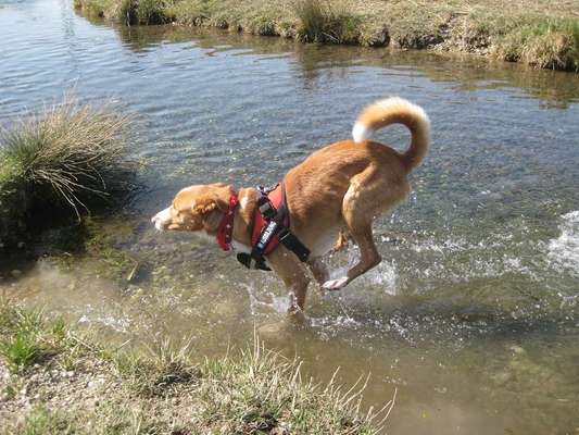 Challenge Nr. 16         Dynamik - Dein Hund in Bewegung-Beitrag-Bild