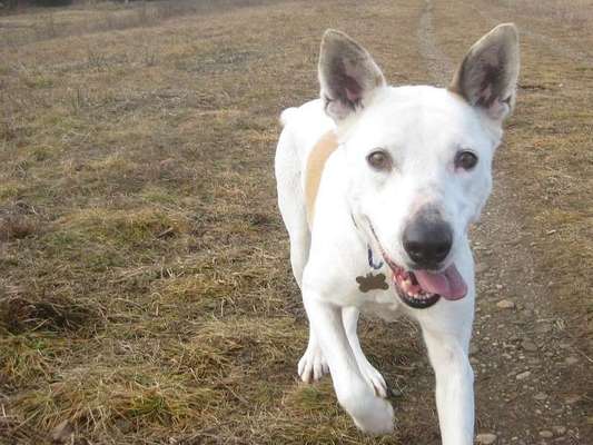 Welche Hunderasse-Beitrag-Bild