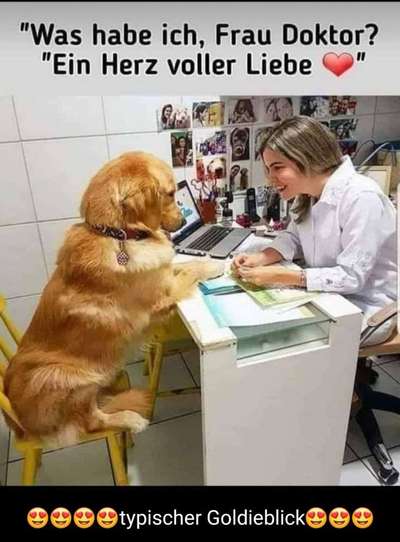 Hunde sprüche-Beitrag-Bild