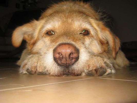 Dein Hund im Dogorama-Kalender 2021-Beitrag-Bild