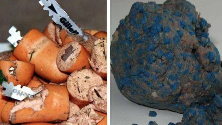 Giftköder erkennen-Beitrag-Bild