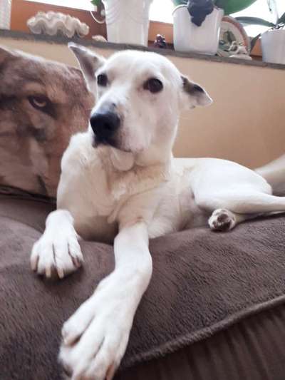 Welche Hunderasse-Beitrag-Bild