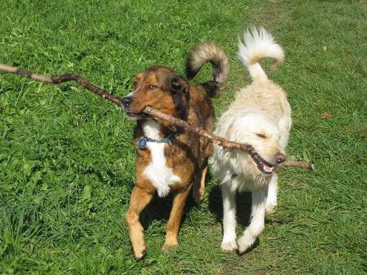 Die Dogorama Wochen Challenge "Friends will be Friends"-Beitrag-Bild