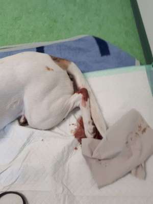 Knochen Ja oder Nein?-Beitrag-Bild