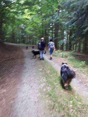 Hundewanderungen in Niederbayern für Raum Passau, Deggendorf, Freyung, Bodenmais und Grafenau...-Beitrag-Bild
