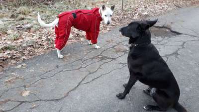 Kleidung für Hunde-Beitrag-Bild