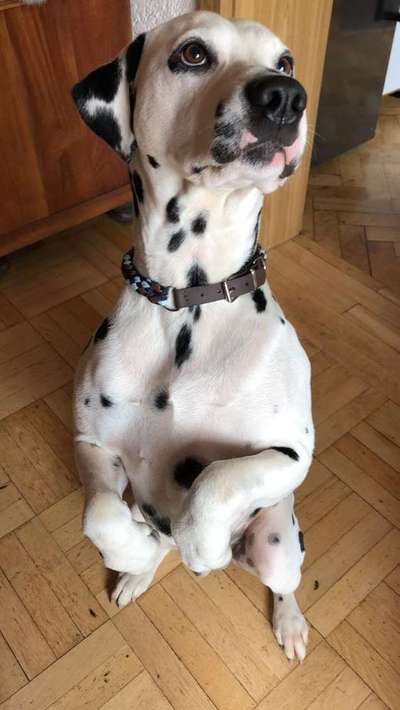 Dein Hund im Dogorama-Kalender 2021-Beitrag-Bild