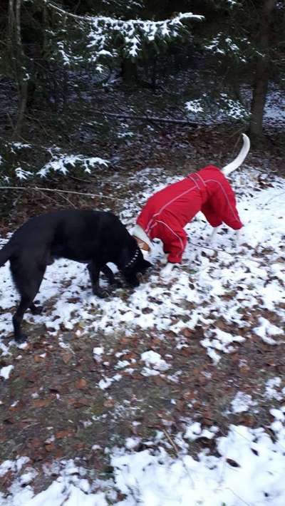 Kleidung für den Labrador?-Beitrag-Bild